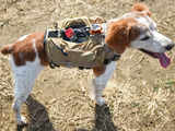 Japan 'robo' dog on quake rescue mission
