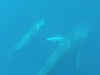 Scientist captures rare video of Omura's whales