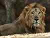 Gujarat reports 310 lion deaths in five years