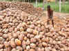 Coconut production dips 5% because of deficient rains: Survey