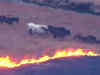 Aerial video: Wild horses escape from grass fire