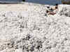 Cotton price expected to remain stable in July-August