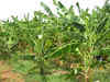 Urea demand dips due to its neem coating: Hansraj Gangaram Ahir
