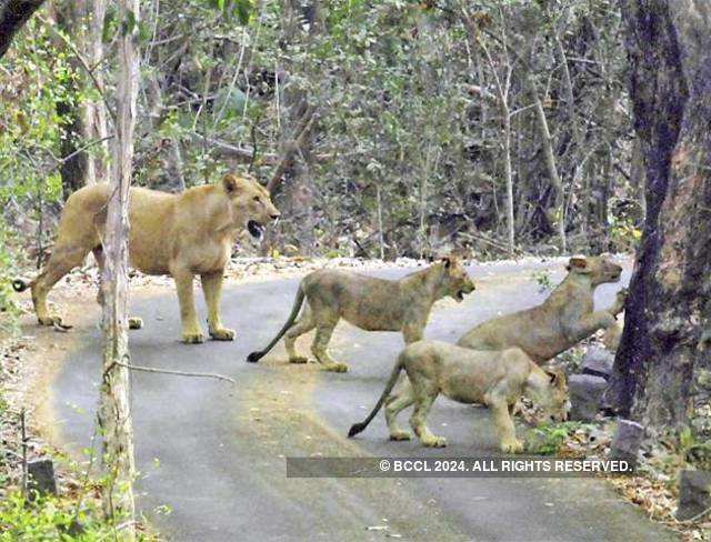 Sanjay Gandhi National Park - 5 places where people cross animals paths