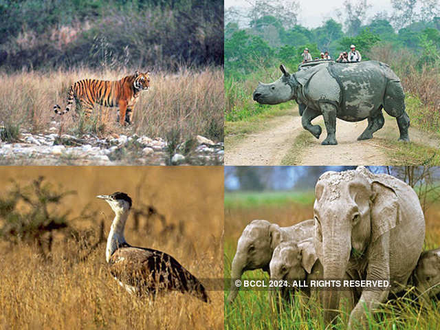 Kaziranga National Park - 5 places where people cross animals paths in  India | The Economic Times