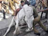 BJP MLA attacks police horse with lathi, breaks its leg