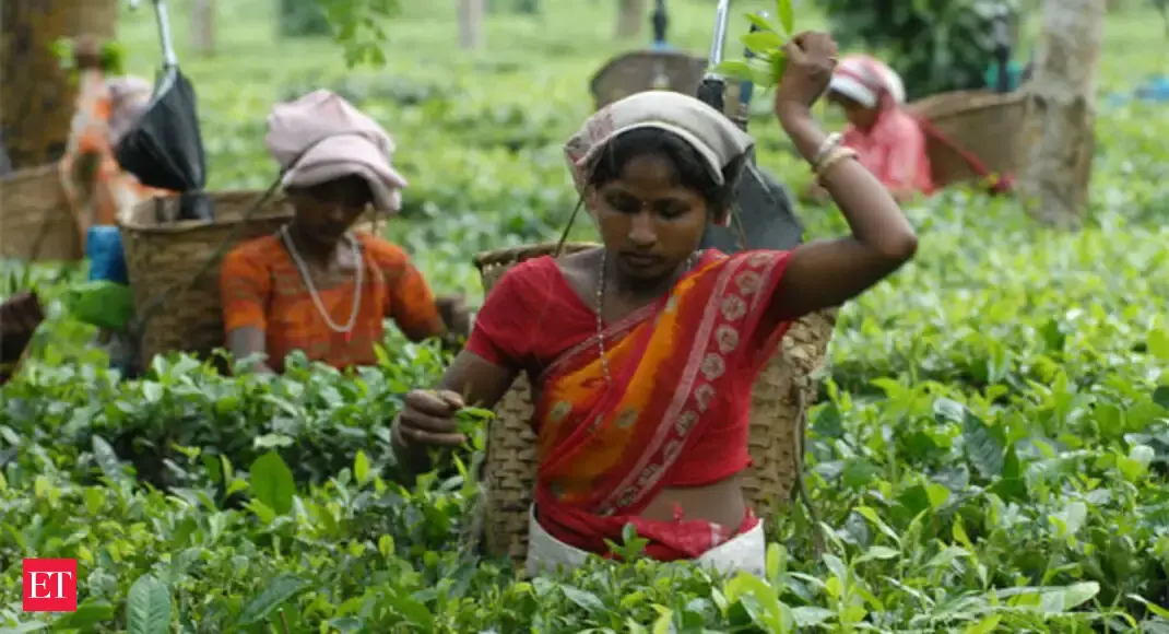 Tea exports to Pakistan up 60 to Rs 161 crore The Economic Times