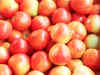 US scientists are working on generating electricity from pulped tomatoes