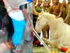 Dehradun: Leg of injured Police horse Shaktimaan amputated