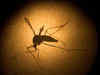Over 100 in US test positive for Zika virus: Report