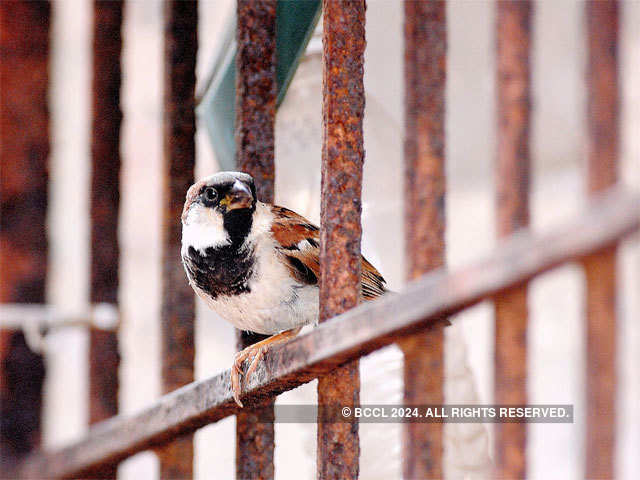 To protect sparrows, be their friend