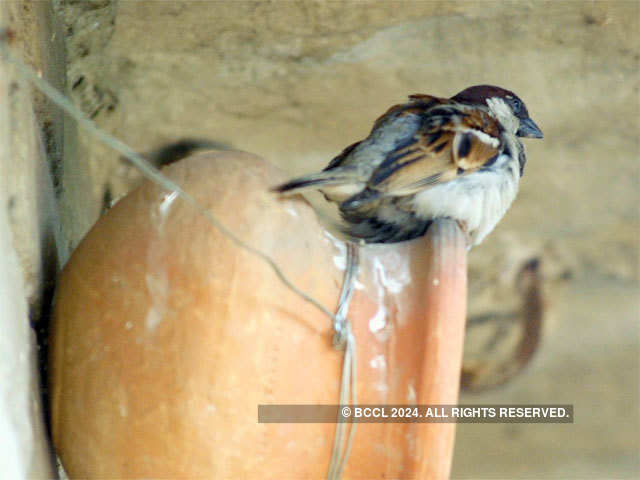 Conservation of sparrows