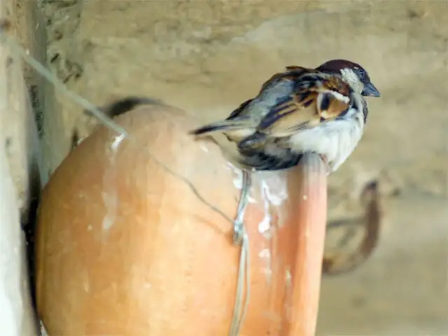 Conservation Of Sparrows People Around The Country Celebrate World