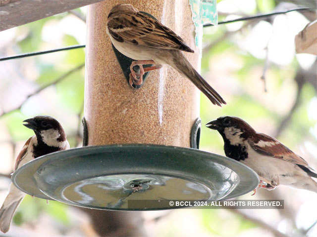 Sparrows as house guests