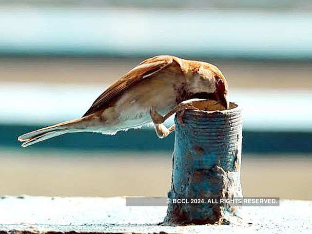 Conservation of sparrows should be encouraged