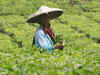 West Bengal tea industry demands insurance cover against drought