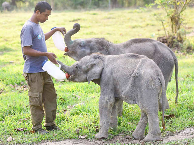 Man feeds young elephants