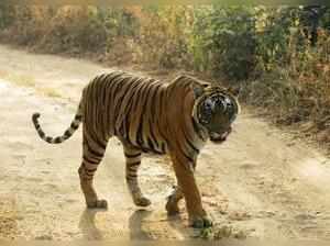 Tigress Ranthambore