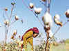 GM crops: Government should set up an independent regulator at the earliest
