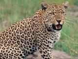 Red tape hurdle to saving leopard land?