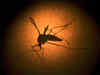 Malaria may have evolved 100 mn years ago & even affected dinosaurs, says study
