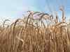 Barley futures extend gains on spot demand