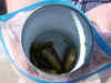 Oklahoma couple says mouse parts in green beans can