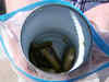 Oklahoma couple says mouse parts in green beans can