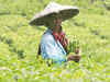 Tea availability likely to improve this year
