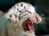 White tigers set to roar again in Vindhya region from April 3