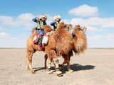 Mongolia's Camel fest: All you need to know about it