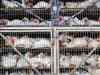 Poultry industry demands permission to import feed during lean period