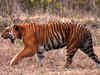 Angry locals demand high-level probe of tiger deaths at Pench