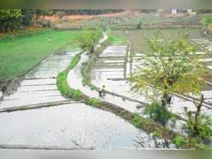 Rabi Crop Field