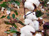 Government wants local GM cotton seed by next year to check Monsanto