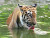 Tiger, tiger burning bright: Number of wild tigers in the world rises 22%