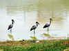 Lake in newly declared Bangalore bird sanctuary yet to undergo clean drive one year on