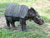 Assam Chief Minister Tarun Gogoi orders probe into rhino killings at Kaziranga National Park