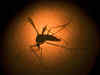 Effective malaria treatment a step closer