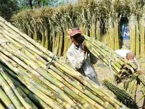 Sugarcane-BCCL