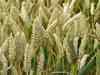 Wheat acreage shrinks in Rajasthan
