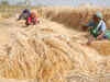 Wheat procurement sees 3-fold jump to 14.58 million tonnes so far