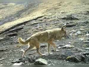 Himalayan Wolf - I