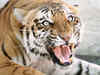 2 tigers vs 15 lakh people: Conflict holds up project