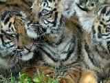 In Mowgli land, plans to cut over 550 trees for tiger safari