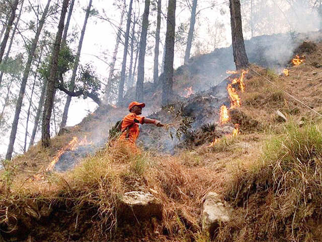 How would the timber mafia benefit from a forest fire?