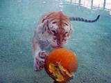Bengal Tiger smashes pumpkins 