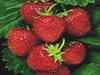 Exclusive: Farmers seek GI status for strawberries
