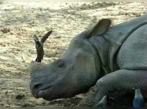 Rhino calf killed in Assam's Manas National Park, horn taken