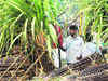 Sugar crushing begins in Maharashtra